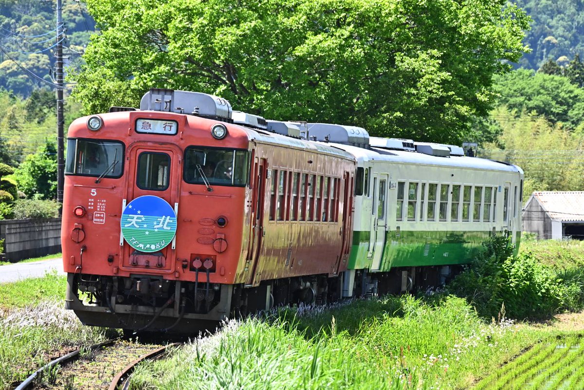 小湊鉄道キハ40臨時急行
天北HM付
首都圏色はいいけど、東北地域本社色は違和感有るかな❓️
沿線はとても混んでいたので、2,3号のみ撮影しました。
Nikon Zf+Z28-400mm