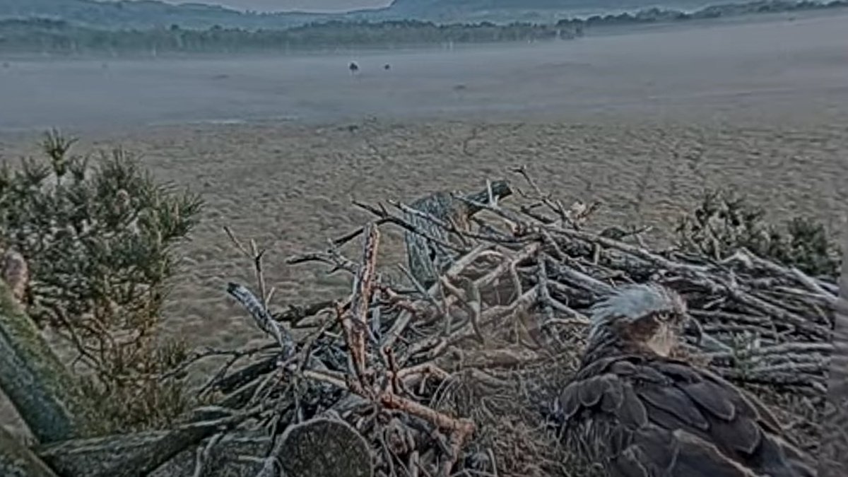 A misty start to the day for the ever patient egg cosy. It looks like it will be a hot one, followed by possible thunderstorms tomorrow. Sitting about isn't always easy!