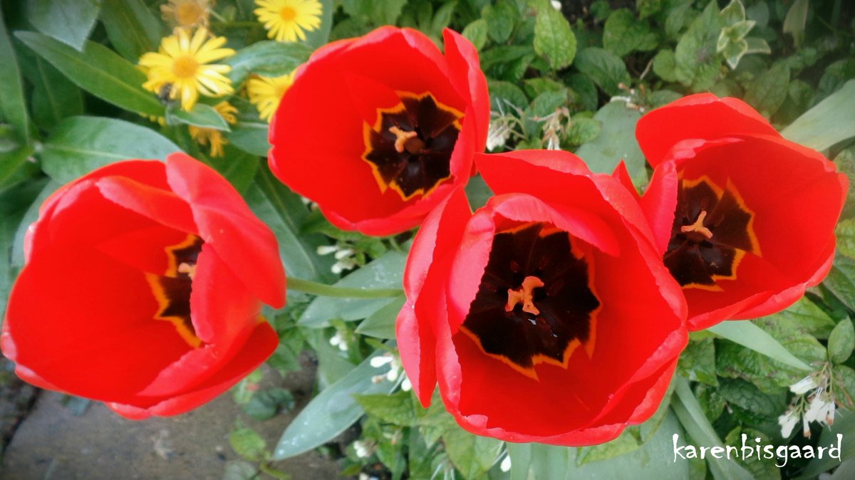 karensnaturephotography.blogspot.com/2024/05/red-tu…
#tulips #gardenflowers #spring