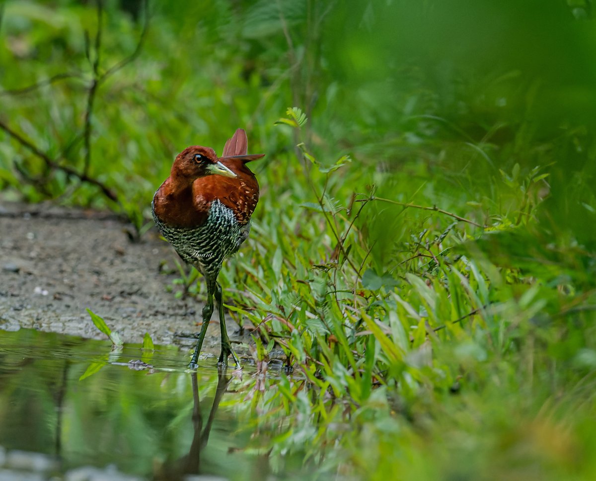 'The special Andaman Endemic' Andaman Crake at Port Blair, Andaman & Nicobar Islands #beautifulbirds #world_bestnature #Birdwatching #bird #BirdPhotography #birding #photoMode #TwitterNatureCommunity #BBCWildlifePOTD #ThePhotoHour #IndiAves #IndiWild @natgeoindia @NatGeoPhotos