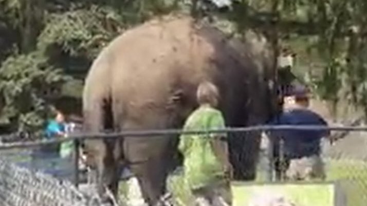 A loud, crowded zoo is a stressful environment for Lucy who’s made to walk in circles around the zoo so punters can take that daily 🤳 for their social media posts. @edmonton_anne this is not retirement and this is no life for an ageing elephant. Save $ let Lucy go to sanctuary.