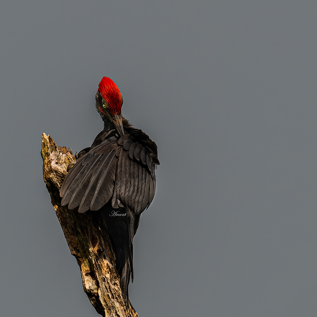 'A Species Endemic to Andamans' A Male Andaman Woodpecker at Port Blair #beautifulbirds #world_bestnature #Birdwatching #BirdPhotography #photographylovers #birding #photoMode #TwitterNatureCommunity #BBCWildlifePOTD #ThePhotoHour #IndiAves #IndiWild @natgeoindia @NatGeoPhotos