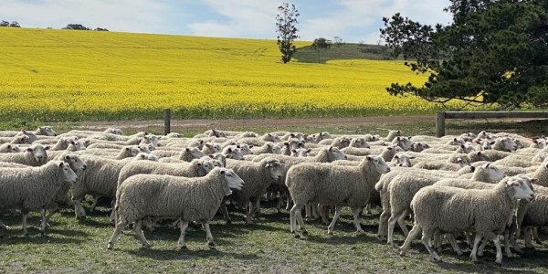 In this week’s property review, Rabobank’s Brad James talks about a range of financial issues that can impact rural property buying decisions

👉 loom.ly/4_5ZpXs