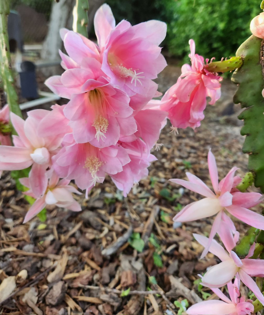 Pink empress epiphyllum hopes you find something to smile about today!