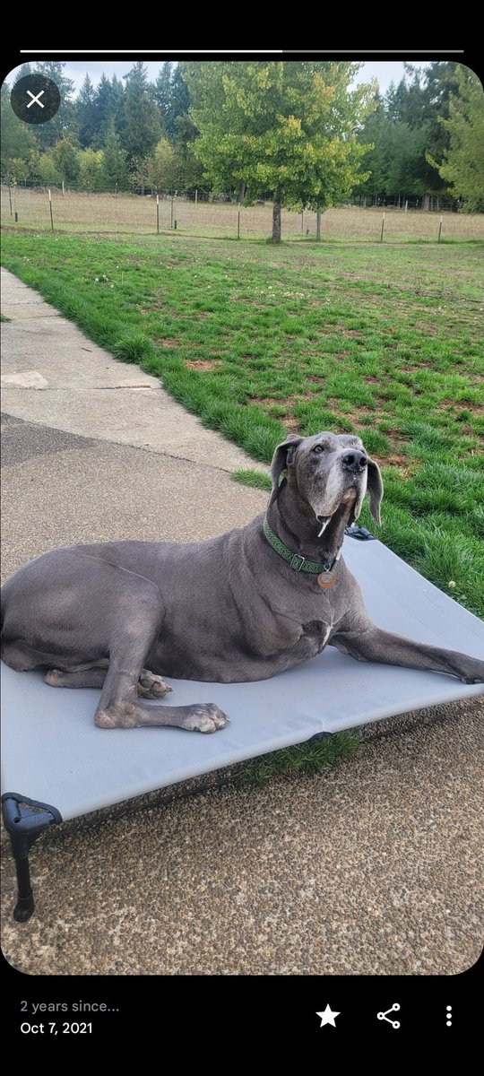 WA STATE Northern Lights is supposed to last into the wee hours. KING 5 News said BEST viewing is 1:00 am in Washington State. The Great Dane 'Rory' returned to me in Oct. 2021 at 8 years old ... her proper name was: 'Aurora Nova.' I miss Rory a LOT.