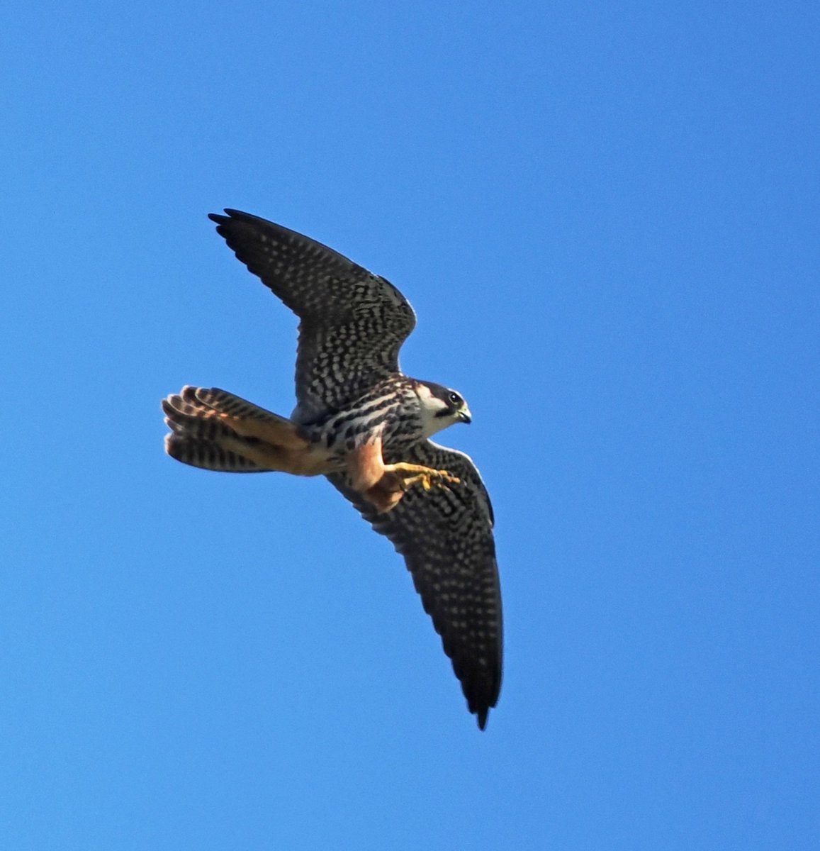 Hobby going in for the kill as he flew over us as we walked the path from Eastbridge to @RSPBMinsmere . BTW he missed!! #birds #birdsofprey #birdphotography #wildlife #wildlifephotography #nature #NaturePhotography @Natures_Voice @suffolkwildlife @BtoSuffolk @NatureUK