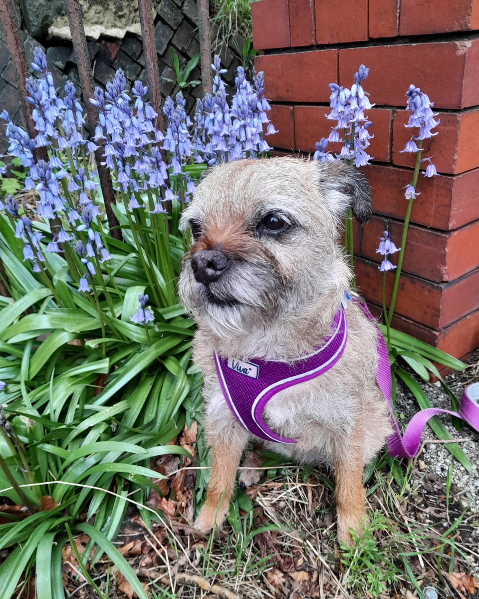 #btposse

𝗛𝗮𝗽𝗽𝘆 𝟵𝘁𝗵 𝗕𝗶𝗿𝘁𝗵𝗱𝗮𝘆 𝗕𝗹𝘂𝗲𝗯𝗲𝗹𝗹 𝗮𝘁 𝗥𝗶𝗻𝗱𝗹𝗲𝘄𝗼𝗼𝗱 🪻

To use her official Kennel Club name. Or Heidi Hell Hound as she's better known! Our friend John used to call her Heidi Bluebells so here's her annual photo call 💙