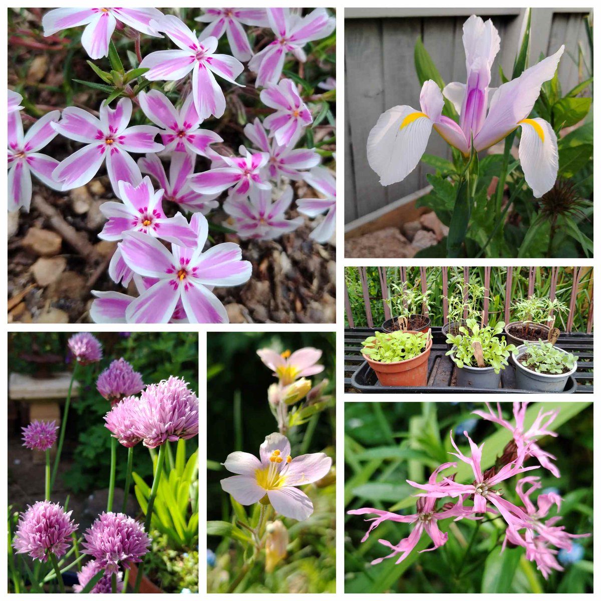 In today's #SixOnSaturday... a 'Candy Stripe' Phlox, a Dutch Iris, seedlings, Ragged Robin, a pink Polemonium and flowering Chives onemanandhisgardentrowel.wordpress.com/2024/05/11/six…