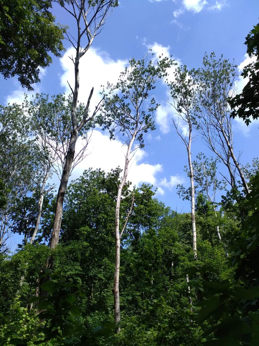 yyatsiuk's tweet photo. On our local study plot in E Ukraine, #aspen stands were especially important for settling birds.
Such stands descend from improper reafforestation on industrial clear-cuts made in the mid-20th century. Now in a protected area, they are full of canopy gaps and emerging deadwood https://t.co/6VS9B86Tw5