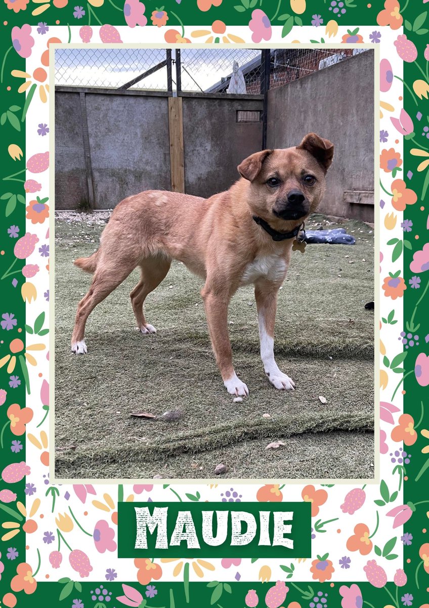 Maudie would like you to retweet her so the people who are searching for their perfect match might just find her 💚🙏 oakwooddogrescue.co.uk/meetthedogs.ht… 
#teamzay #dogsoftwitter #rescue #rehomehour #adoptdontshop #k9hour #rescuedog #adoptable #dog
