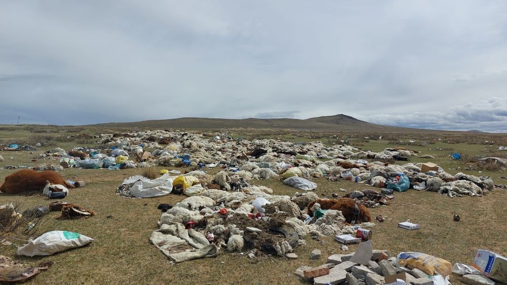 Dzud : le phénomène météorologique qui met en péril l'élevage dans les steppes mongoles. Cette année, près de 7 millions d’animaux sont morts, victimes du froid et de la neige. Reportage en 🇲🇳 de @SBerriot radiofrance.fr/franceculture/…