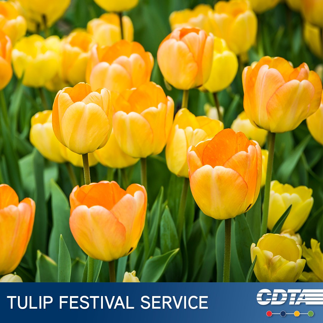 🌷 Exciting news! 🚍 CDTA offers FREE shuttles for the 76th Albany Tulip Festival on May 11th &amp; 12th at Washington Park. Shuttles run 11am-6pm from Elk Street, Eagle Street, and Albany Med Center lots.