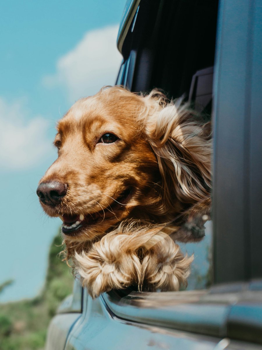 Have you considered all the ways to shield yourself from expensive #vetbills?

Purchasing #petinsurance is one of the best measures to help prepare for unexpected injuries or sickness. Here is how to ensure you and your pet get the most out of your policy: ow.ly/iFK050RBicv