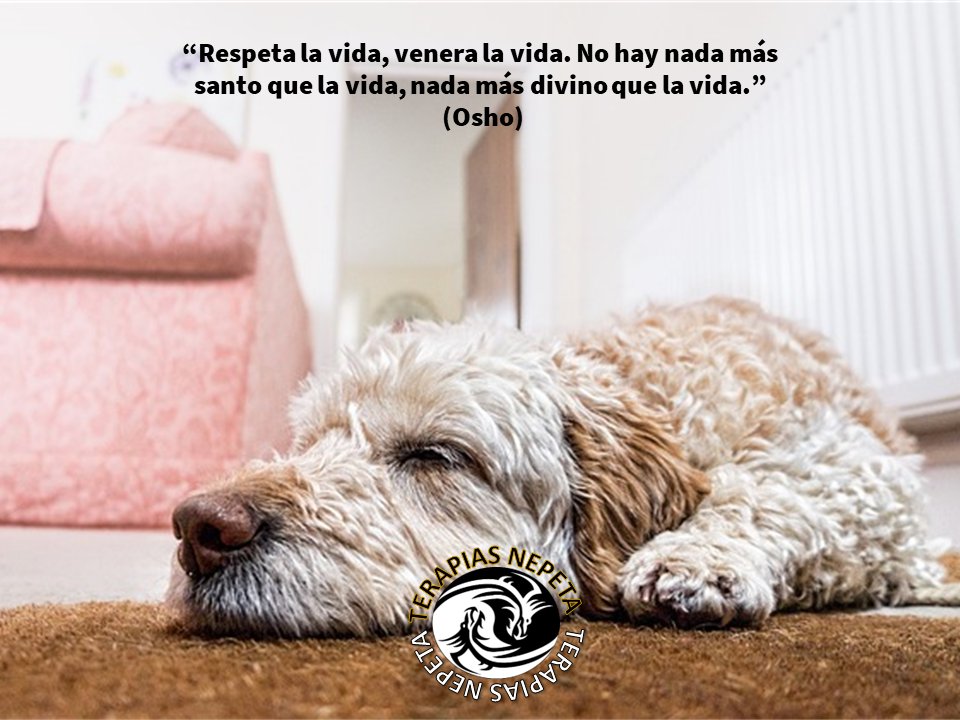 Al reconocer la belleza y la trascendencia de la vida, nos comprometemos a protegerla, nutrirla y celebrarla en todo momento. ¡Vivamos cada día con gratitud y respeto por la vida que nos rodea!

#terapiasnepeta #quiropractico #saludable #bienestarysalud #terapiasnaturales