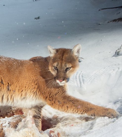 wake up babe, new pictures of the kunty mountain lion just dropped