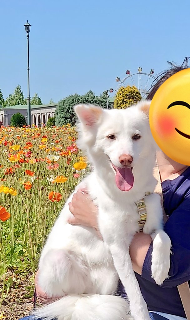 HuskyVanilla's tweet photo. 犬も一緒に藤の花が見れる所に行ったけど花はもう終わってた😱やっぱＧＷまでか…
予定変更で #神戸フルーツ・フラワーパーク で散歩
外国の方が連れてるワンコにミルクが珍しくご挨拶🐶その方は外国での保護犬でミルクと少し似てて似てる子に初めて会ったと驚いてた😊
 #保護犬 #元野犬 #ビビリ犬 https://t.co/C838onqjaX