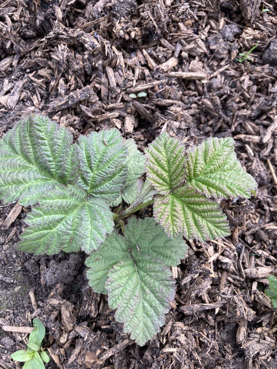 Rubus Ursinus x loganberry seedling , I’m pretty hopeful this has taken the cross as very loganberry looking with Logan being used as male parent