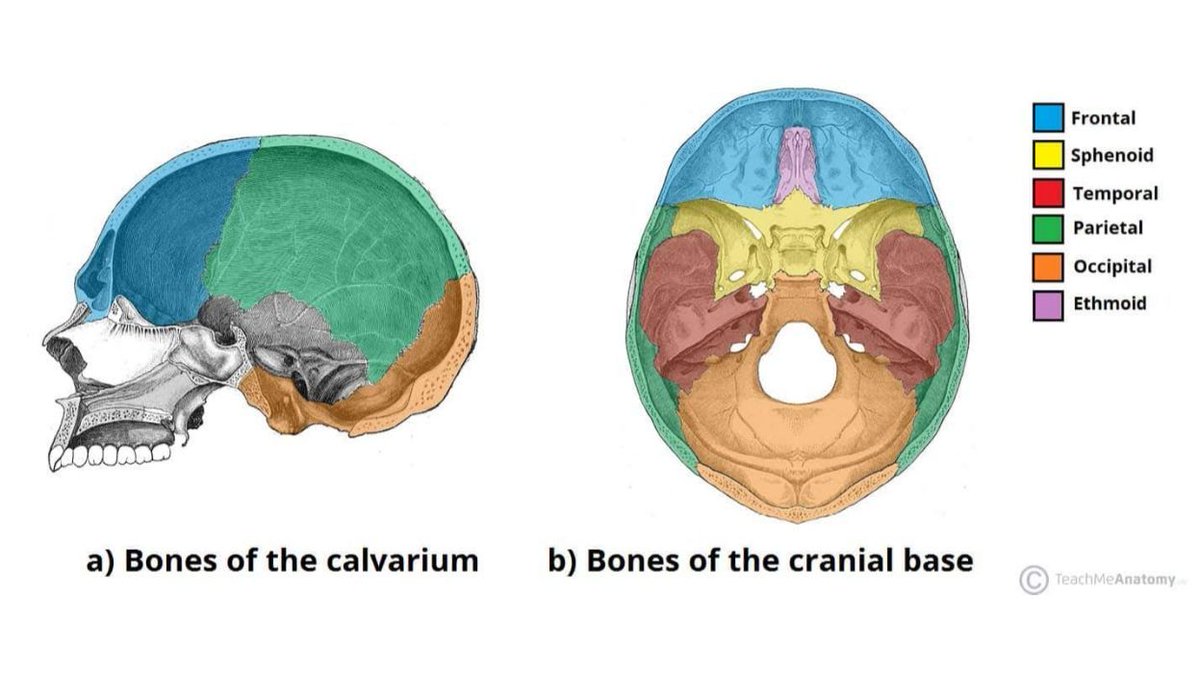 Anatomy of the skull vault and the skull base.

@AANSNeuro @The_SBNS @neurosurgatlas @TheJNS @neurosurgery @AOSpine

#MedTwitter #MedEd #Neurosurgery #Brain #Spine