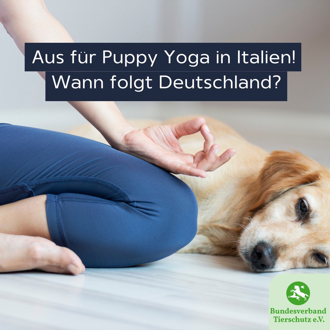 In Italien war Yoga mit Welpen schnell beliebt und im ganzen Land konnten Kurse gebucht werden. Tierschützer protestierten aber von Beginn an gegen diesen Trend. Warum gibt es das Verbot bislang nur in Italien? #tierschutz #tierrechte #welpen #hundewelpen #yoga
