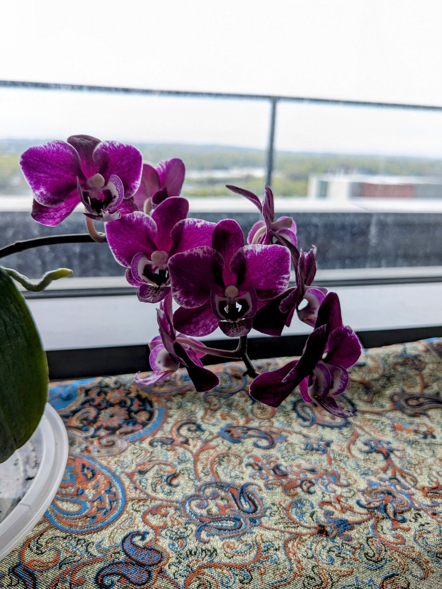 Orchid blooming just in time for #LupusAwarenessMonth ! #PutOnPurple 💜🌸