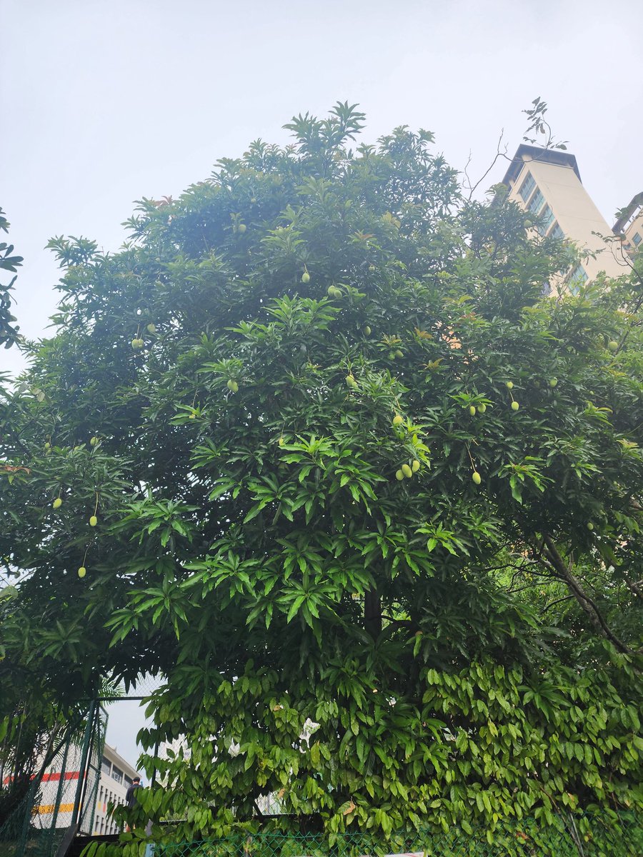 It's always a joy to see a fruit-laden tree. This Mango tree delighted me today at Yew Tee.

#Singapore #GardenCity