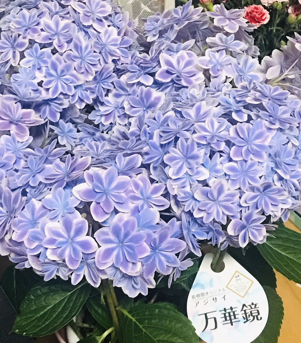 去年の夏ツイッターで知った島根県の紫陽花「万華鏡」、母に写真見せたらいいわね〜と言っていたので母の日プレゼントに。すっごい綺麗でかわいい。