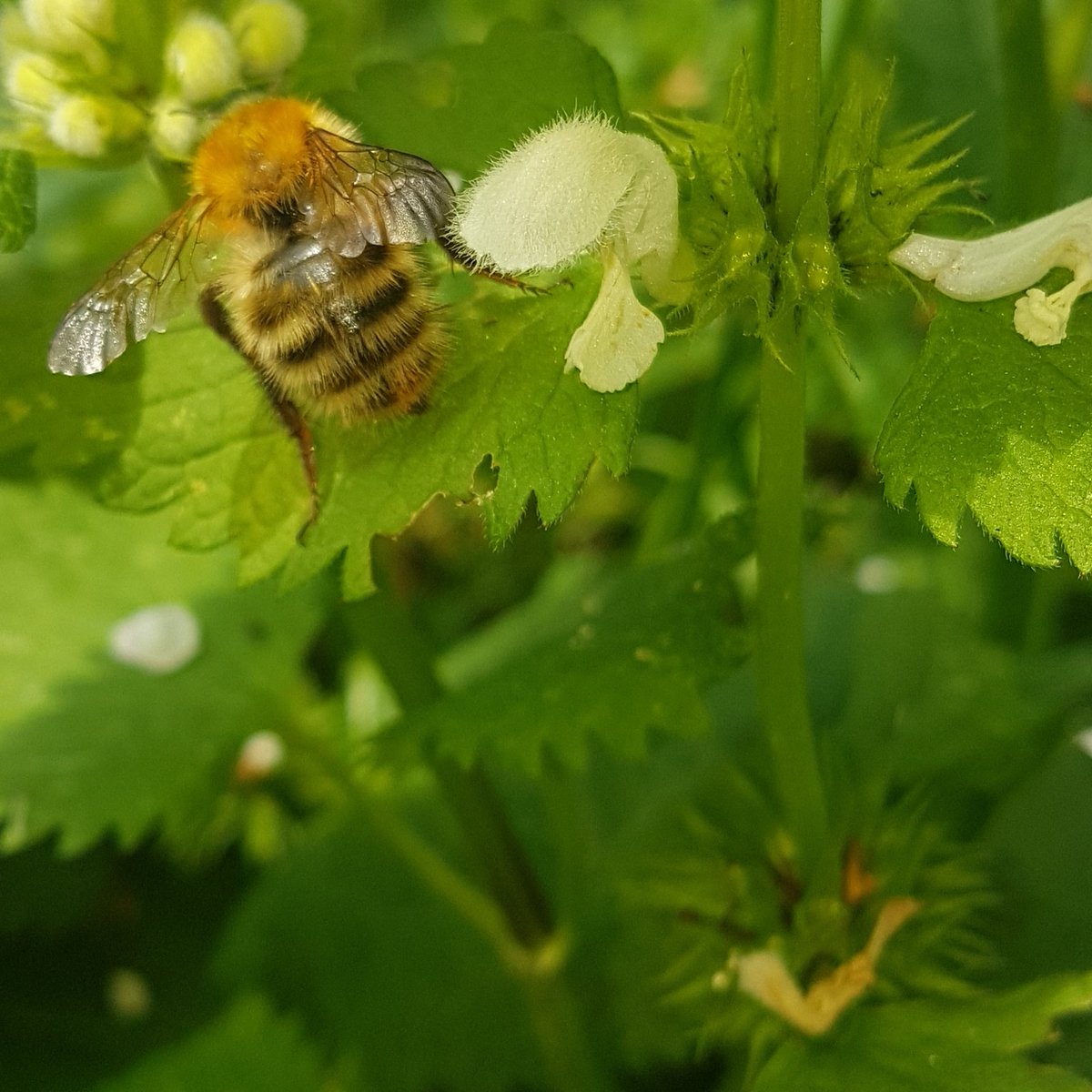 I am useless at bee ID. It's embarrassing. What is this one please? A Common Carder queen? Couldn't get the face on camera. @Buzz_dont_tweet @The_Buzz_Club @BumblebeeTrust @ray_rambling @Ed_P_Wildlife