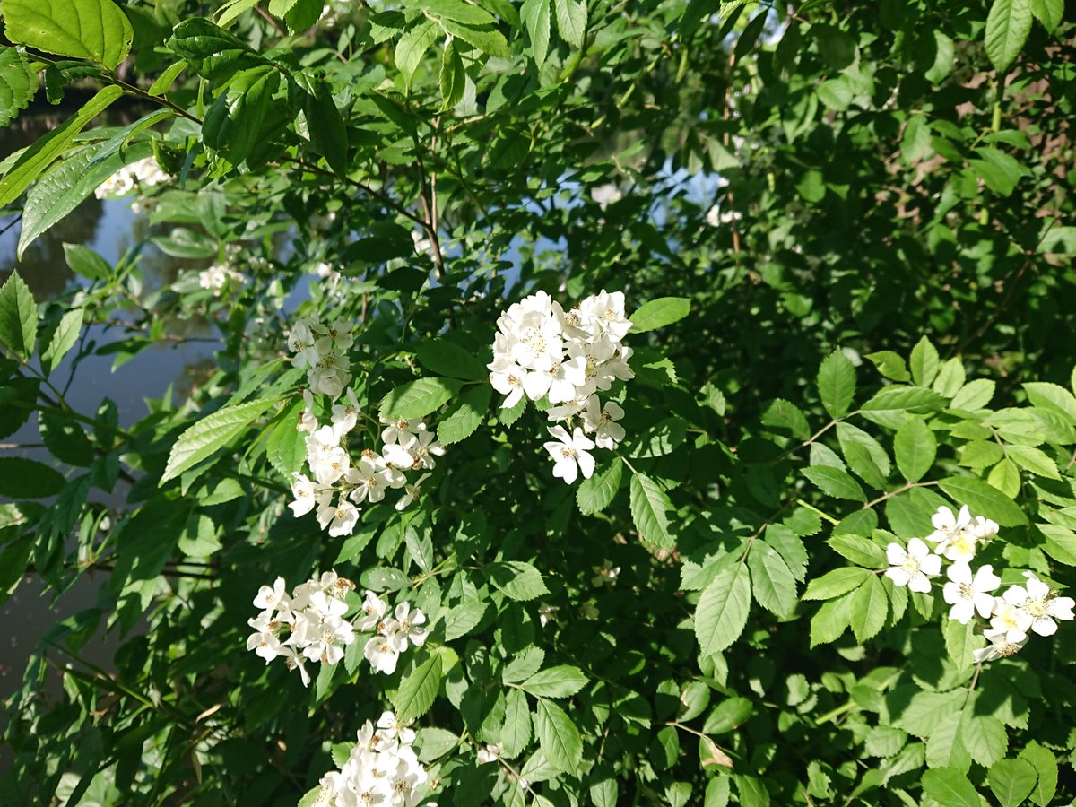 栴檀 'Melia azedarach'
野茨 'Rosa multiflora'

#beautifulplantsinTokyo
#ShakujiiPark #SanpojiPond #HyotanPond  #EarlySummer