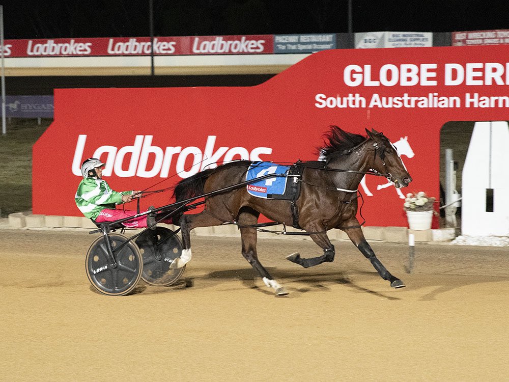 Harness Racing SA tweet media