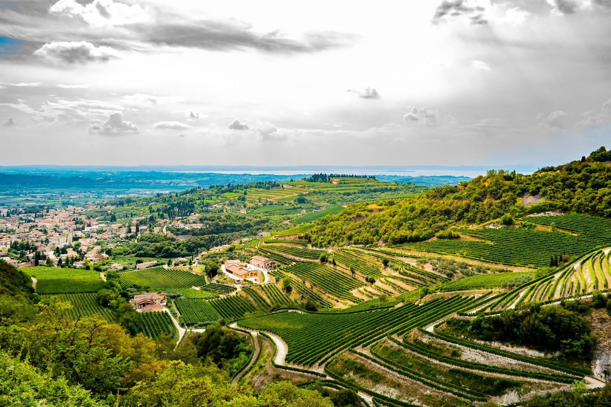 vinovoss's tweet photo. Dive into the world of Valpolicella - the Northern King of Wine. Discover its unique winemaking process and standout varieties. #WineLovers, this one's for you!
https://t.co/r0a0h022g2
#Valpolicella #WineLovers #ItalianWine #Amarone https://t.co/yaZjFedJzU