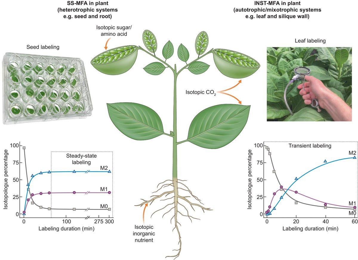Isotopically nonstationary metabolic flux analysis of plants: recent progress and future opportunities Read the #TansleyInsight by Somnath Koley, Poonam Jyoti, Maneesh Lingwan, and Doug K. Allen 📖 ow.ly/g4Y050RzuhG #LatestIssue @wileyplantsci