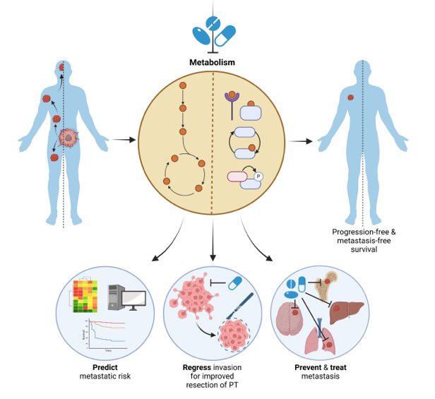 Metabolic Signaling in Cancer Metastasis @CD_AACR @AACR @OncoAlert @FendtLab @ScienceSarahK @SaraDuda4 @vib_ccb @KU_Leuven doi.org/10.1158/2159-8…