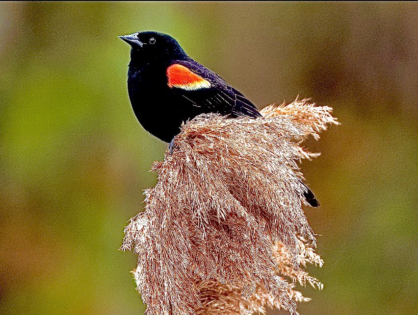 Red Winged Blackbird. ❤️