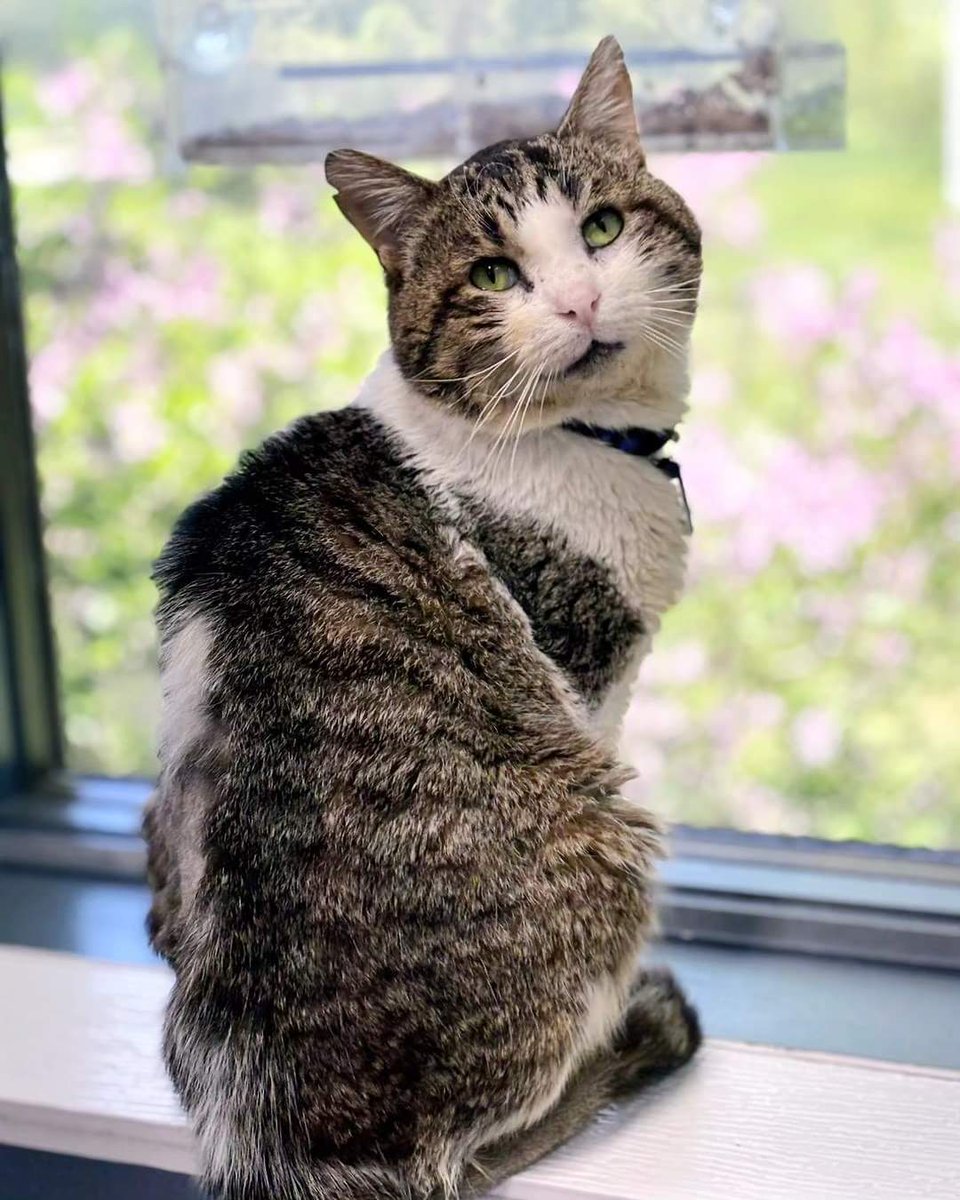 After a few weeks in our care, Officer Big is ready for his glamour shot. Lookin' good, Big! 😍 We want to recognize Robin, our shelter manager, Lila, our assistant shelter manager, and our cat care team for taking such good care of our resident kitties! 👏👏👏