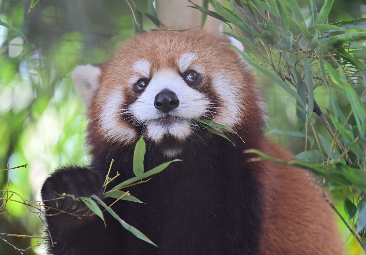「むしゃむしゃ」 「きくちの５ねんものでしゅ」 違いの分かる０歳児😂 #熊本市動植物園 #レッサーパンダ