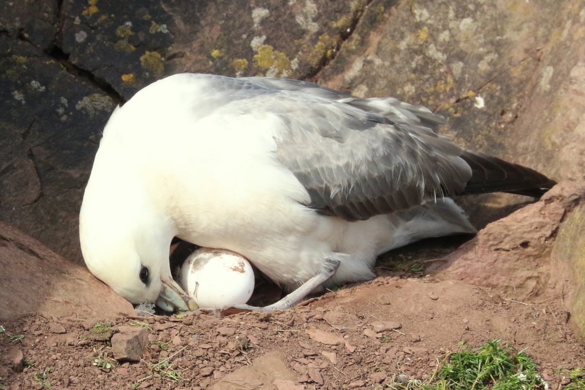 At least one Fulmar on an egg today, this the earliest ever seen on Skokholm since these stunning petrels colonised in 1967