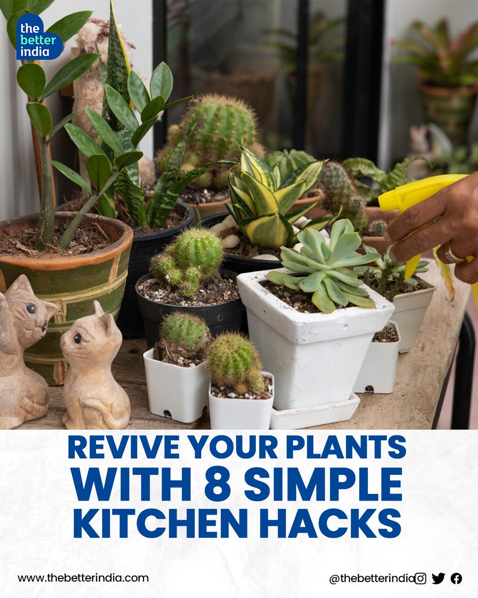 Is your favourite fiddle leaf fig drying out? Or is your monstera looking a little sad?🌿

Don't despair!

We've got 8 clever hacks using common kitchen items to get your plant babies thriving again >>

#plantcare #houseplants #gardeningtipd #DIY #kitchenhacks #organicgardening