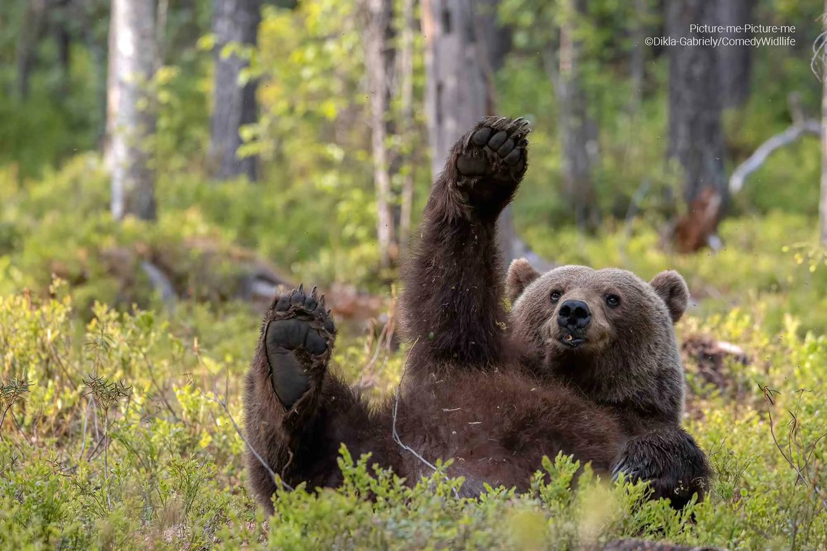 This photo by Dikla Gabriely of a brown bear in Finland is part of the Comedy Wildlife Photography Awards 2023:

uk.style.yahoo.com/news/silly-bea…