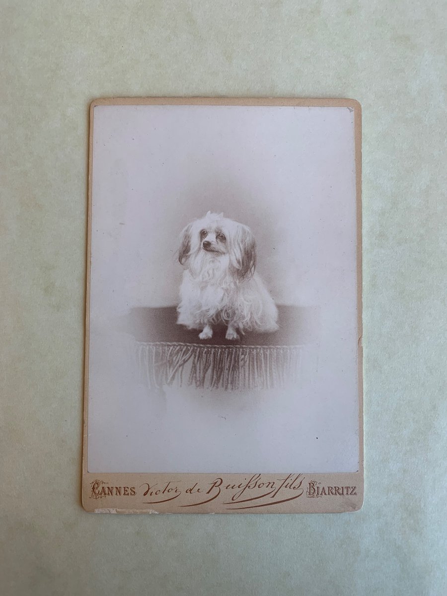 Wharton’s collection <a href="/BeineckeLibrary/">Beinecke Library</a> in a nutshell: 50% dog pictures and 50% letters fighting her editors