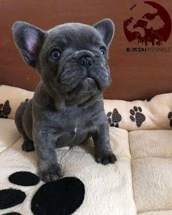 am i cute or not??
#frenchielover #frenchies