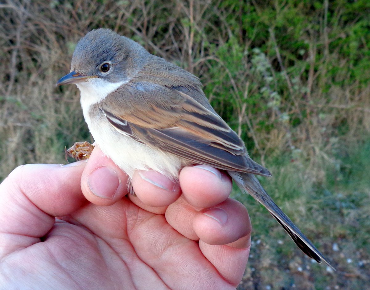 Salisbury Plain CES2 today. Another dismally low total of 52 birds processed. Where are all the migrants? Just a few Whitethroat & Garden Warbler caught when it should be well into double figures for both! Quail calling & Grasshopper Warbler were other birds of note #birdringing