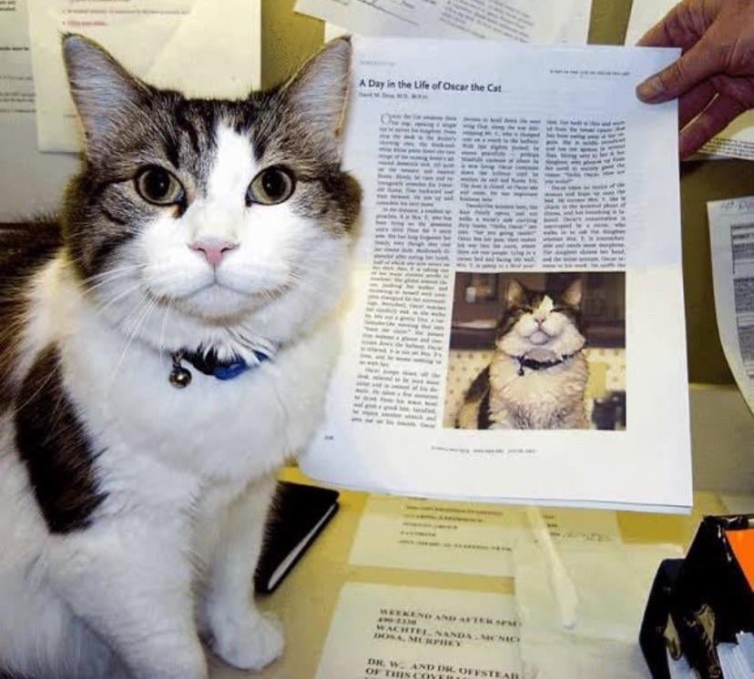 creepydotorg's tweet photo. This is Oscar, a cat that was adopted by an old folks home that correctly predicted the deaths of over 100 residents by spending time with them when he sensed they were in their last moments. https://t.co/OoyRFyiKLH