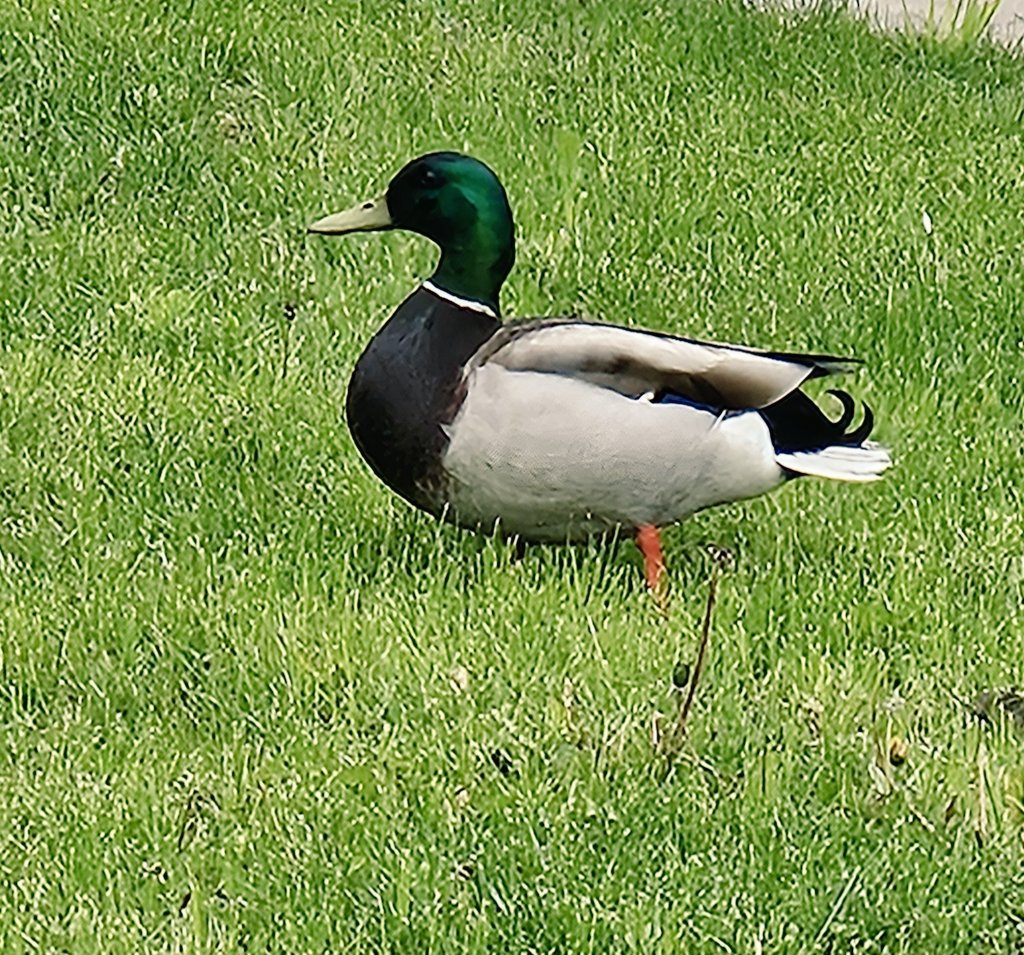 That's a real mallard! I think he's lost 😔🦆