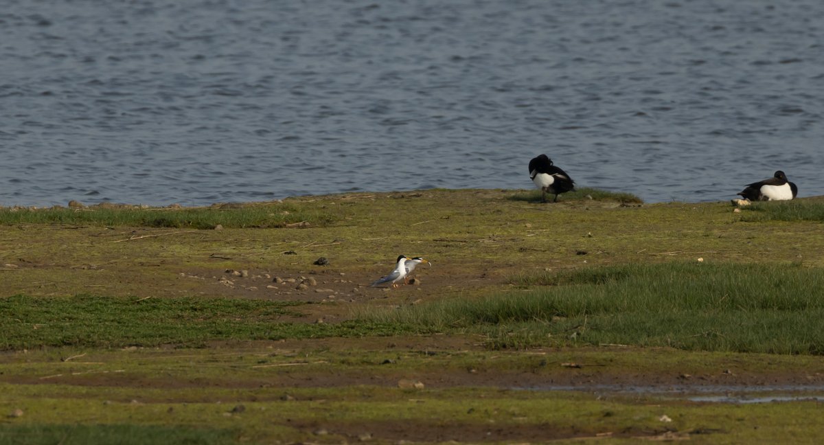 48 sps on walk to the Stilt pools.6-9am c20 Little Tern, 17 Avocet, 3 LRP, Cuckoo, Red Kite,4 Dunlin, 5 Redhank, 2 Cattle Egret some of the highlights and actually bothered to take some pictures, something I seem to do less and less of. #sussex #birding