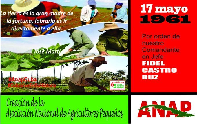 Pronto estaremos celebramos la creación de la Asociación Nacional de Agricultores Pequeños (ANAP) en Cuba. El 17 de mayo de 1961, la ANAP fue fundada para representar y apoyar a los pequeños agricultores cubanos. @YudelkisOrtizB