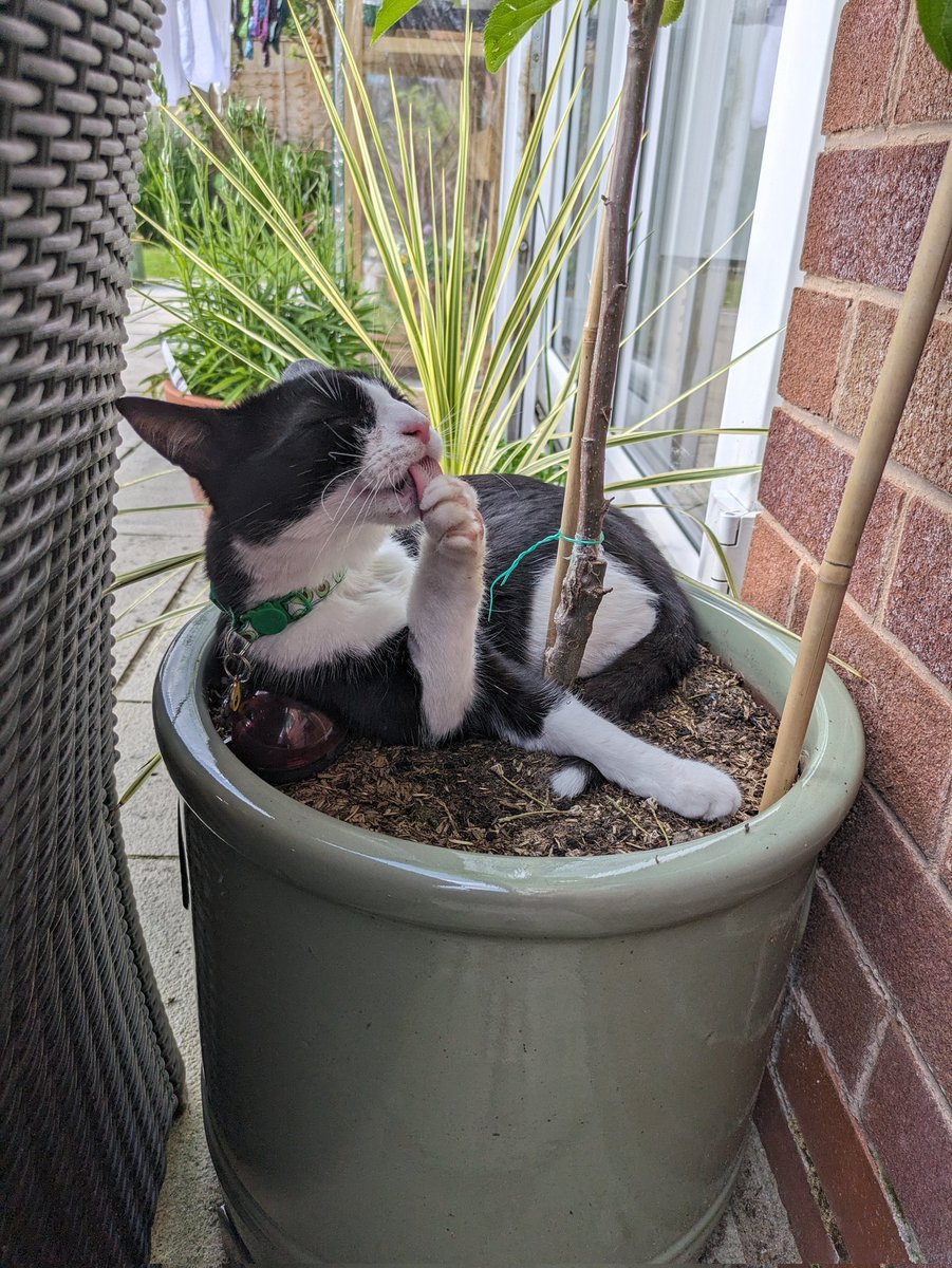 Your beds aren't as good as this pot Mum. I have no fruit tree to curl round in them! #sbd