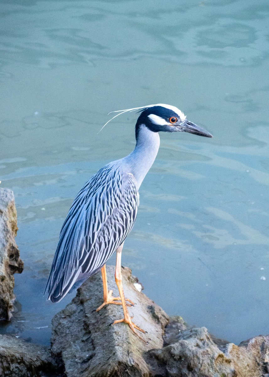Look at this beautiful yellow-crowned night heron! These wading birds are found in freshwater and saltwater wetlands throughout the Americas. #birdwatching #nature
