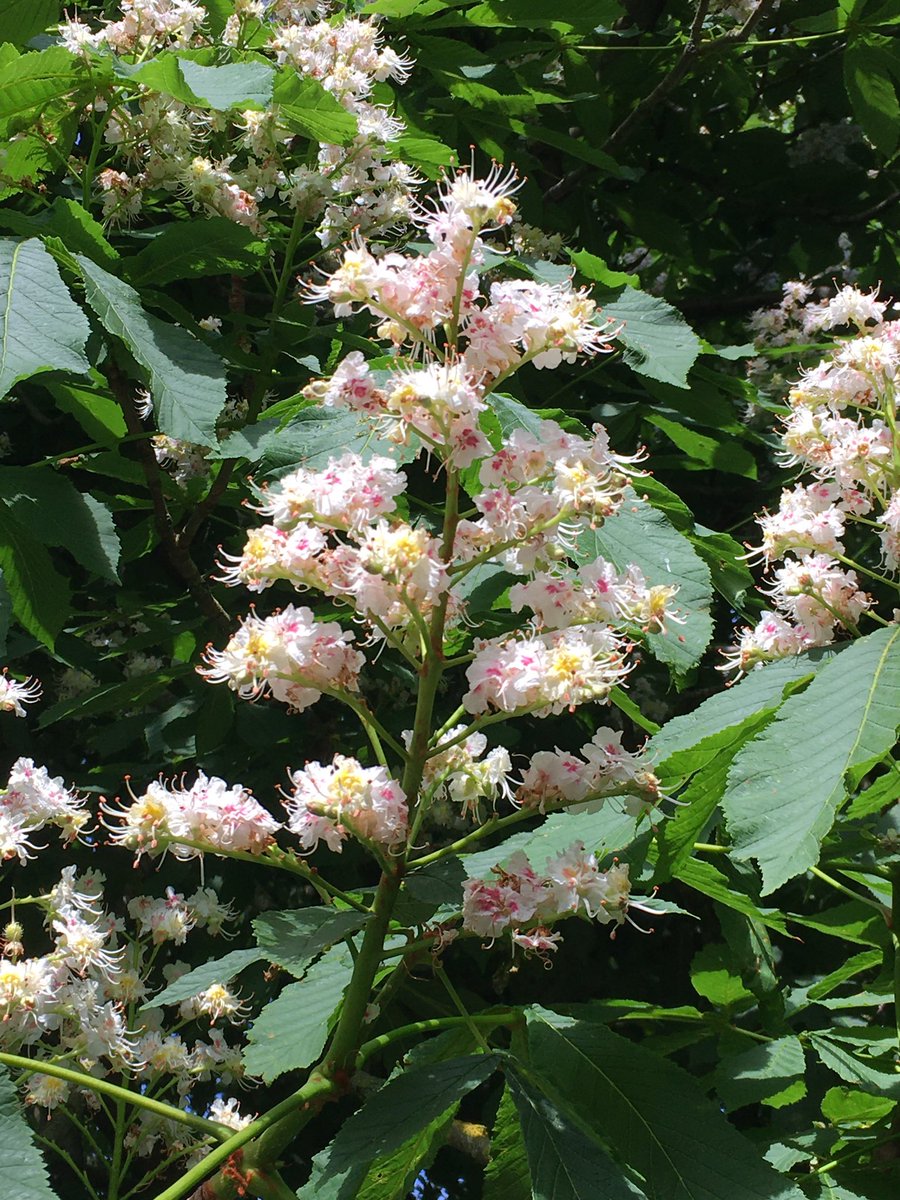 Good afternoon. Was up and out very early this morning walking. The Horse Chestnuts are full of flowers, plenty of conkers this year lol Happy Saturday #SaturdayVibes #morningwalk #GardeningX #Trees