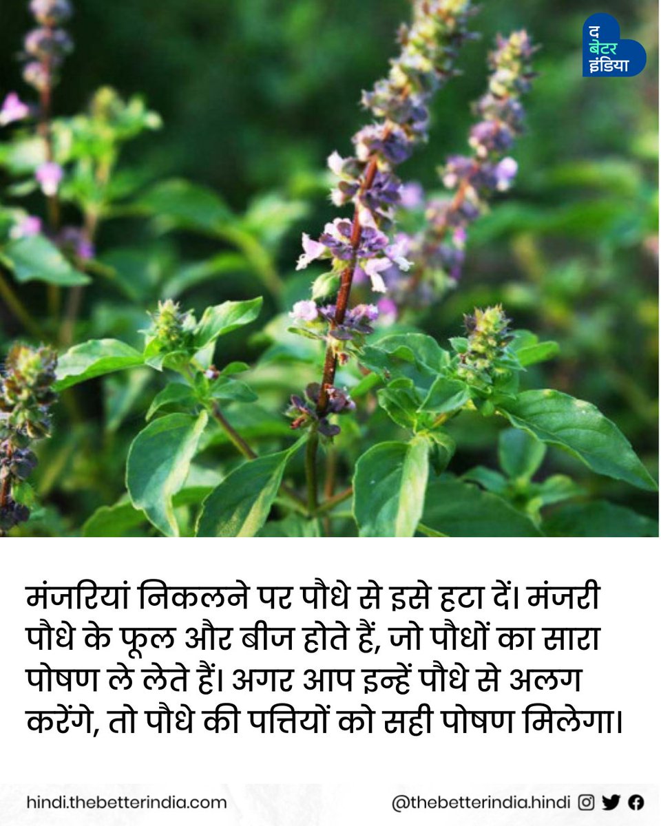 TbiHindi's tweet image. गर्मी में तुलसी के पौधे की केयर से जुड़ीं टिप्स के लिए अभी Swipe करें&amp;gt;&amp;gt;&amp;gt;

#Tusliplant #Caretips #Gardening #Summertips #Tulsicaretips #Tulsiplantcareinsummer