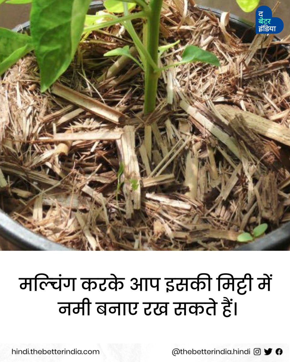 TbiHindi's tweet image. गर्मी में तुलसी के पौधे की केयर से जुड़ीं टिप्स के लिए अभी Swipe करें&amp;gt;&amp;gt;&amp;gt;

#Tusliplant #Caretips #Gardening #Summertips #Tulsicaretips #Tulsiplantcareinsummer